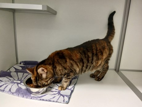 Kat Europese korthaar of huiskat