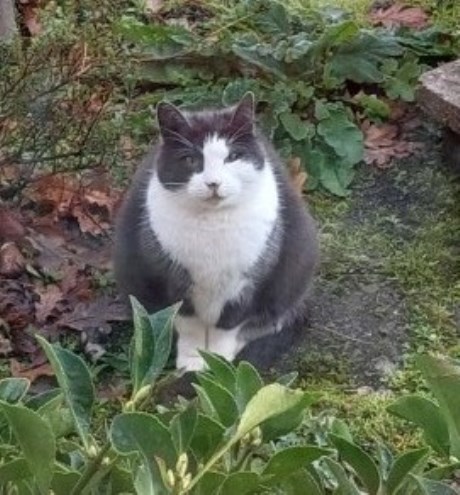 Kat Europese korthaar of huiskat