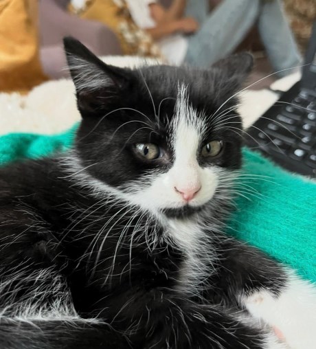 Kat Europese korthaar of huiskat