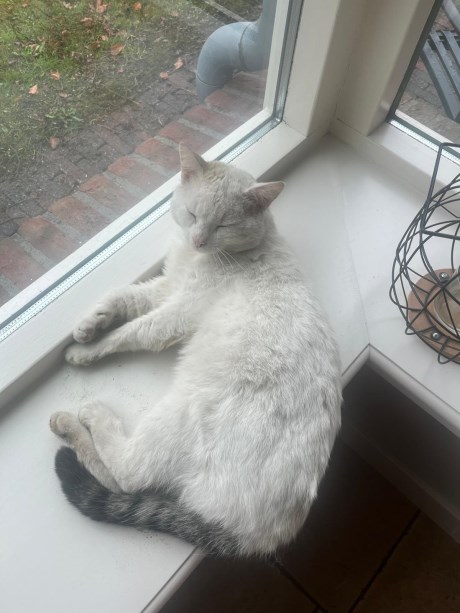 Kat Europese korthaar of huiskat