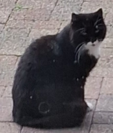 Kat Europese korthaar of huiskat