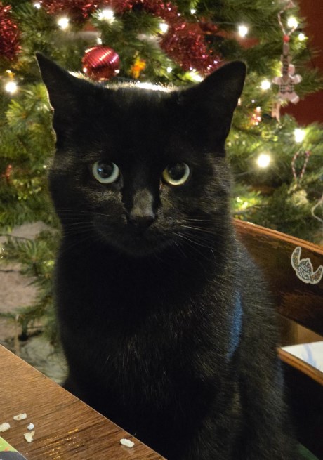 Kat Europese korthaar of huiskat