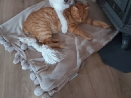 Kat Europese korthaar of huiskat