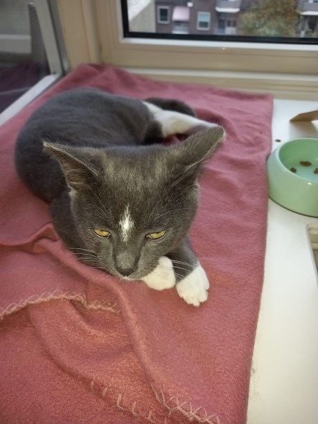 Kat Europese korthaar of huiskat