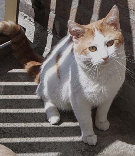 Kat Europese korthaar of huiskat