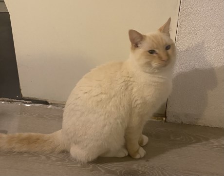 Kat Heilige Birmaan X