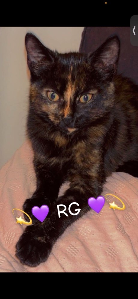 Kat Europese korthaar of huiskat