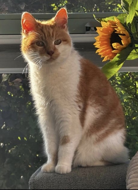 Kat Europese korthaar of huiskat