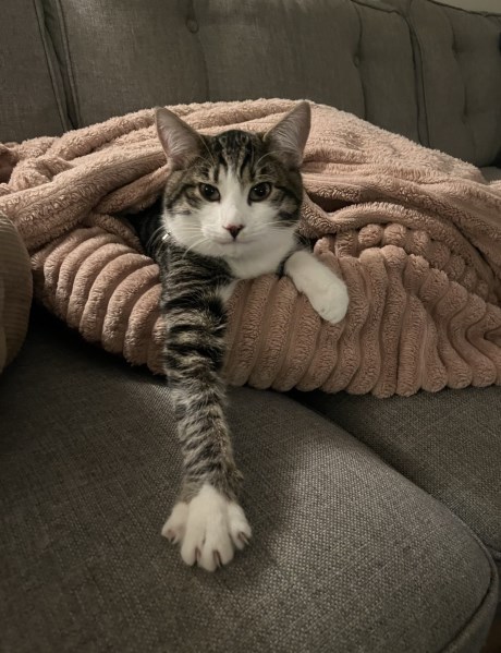 Kat Europese korthaar of huiskat