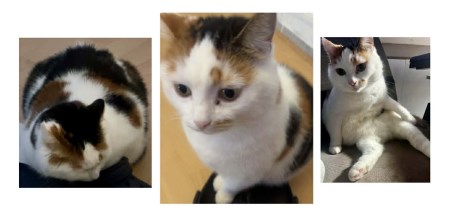 Kat Europese korthaar of huiskat