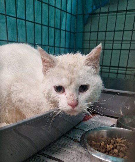 Kat Europese korthaar of huiskat