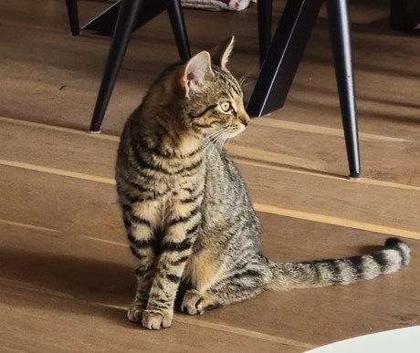 Kat Europese korthaar of huiskat