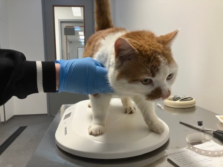 Kat Europese korthaar of huiskat