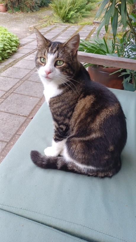 Kat Europese korthaar of huiskat