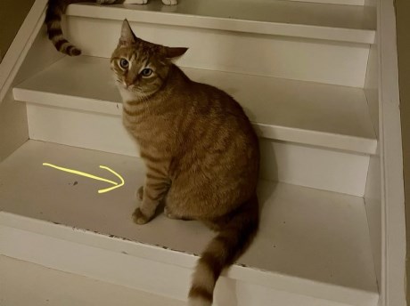 Kat Europese korthaar of huiskat