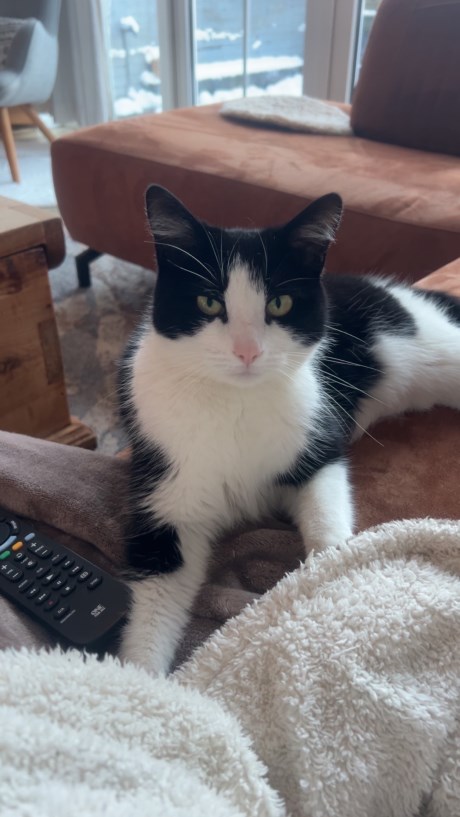 Kat Europese korthaar of huiskat