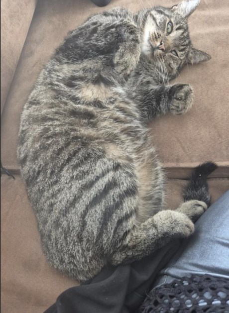 Kat Europese korthaar of huiskat