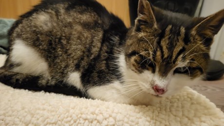 Kat Europese korthaar of huiskat