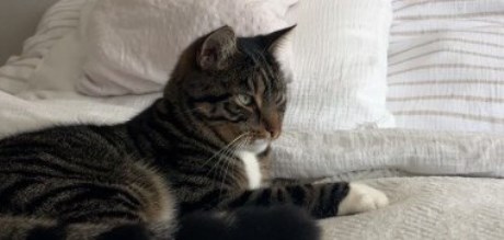 Kat Europese korthaar of huiskat