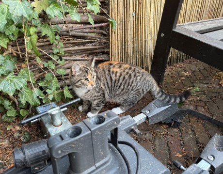 Kat Europese korthaar of huiskat