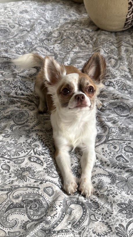 Hond Chihuahua