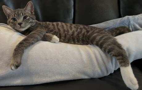 Kat Europese korthaar of huiskat