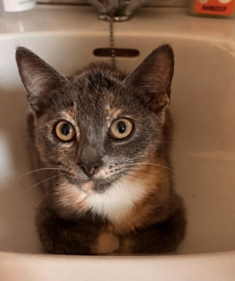 Kat Europese korthaar of huiskat