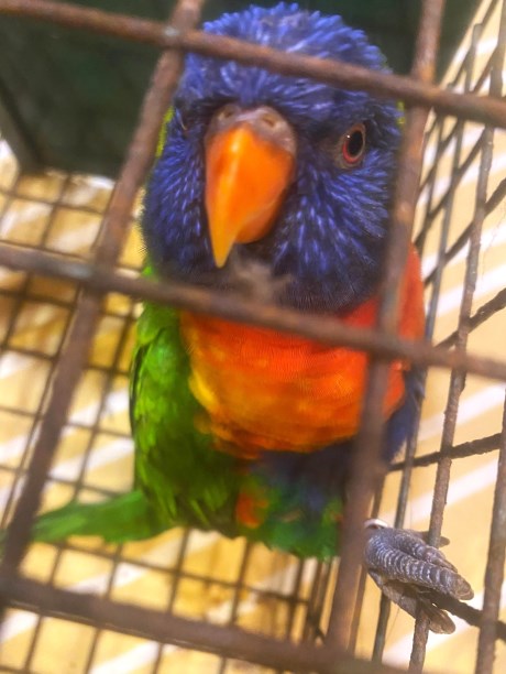 Vogel (Dwerg-)papegaai