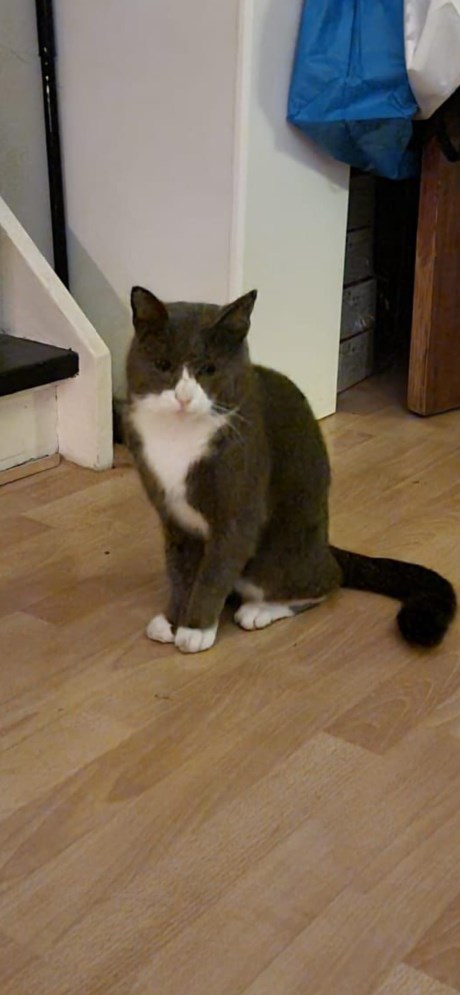 Kat Europese korthaar of huiskat