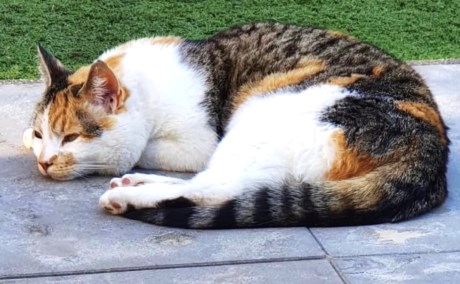 Kat Europese korthaar of huiskat