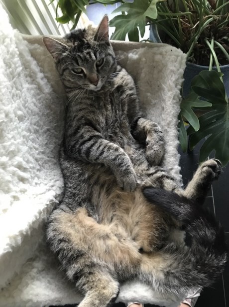 Kat Europese korthaar of huiskat