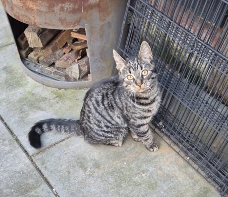 Kat Europese korthaar of huiskat