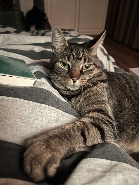 Kat Europese korthaar of huiskat