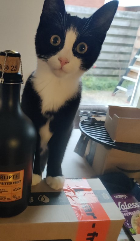 Kat Europese korthaar of huiskat