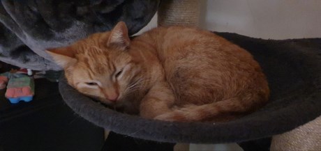 Kat Europese korthaar of huiskat