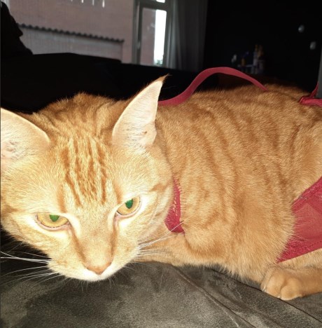 Kat Europese korthaar of huiskat