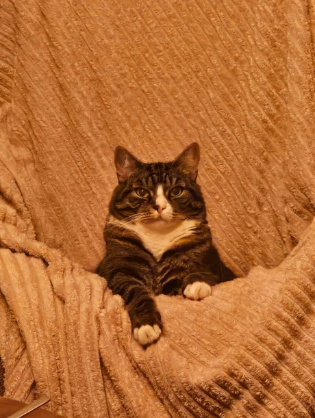 Kat Europese korthaar of huiskat