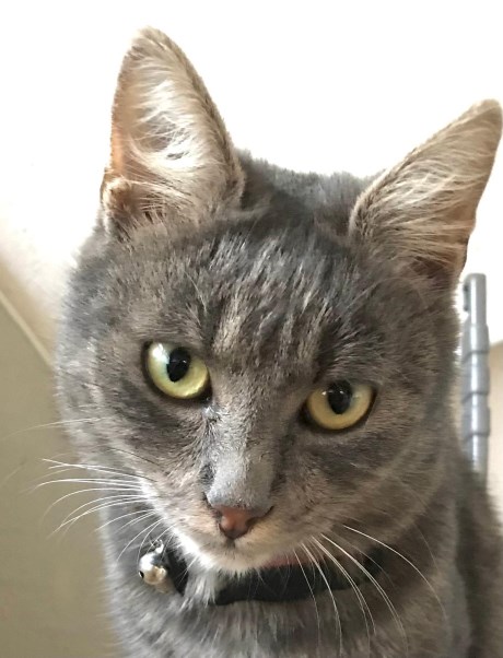 Kat Europese korthaar of huiskat