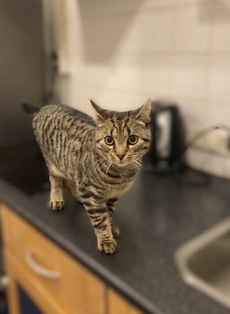 Kat Europese korthaar of huiskat