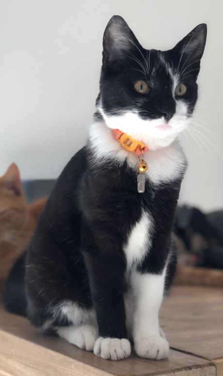 Kat Europese korthaar of huiskat