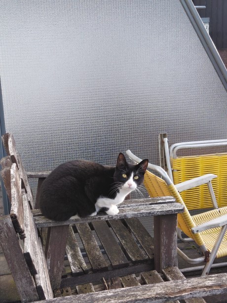 Kat Europese korthaar of huiskat