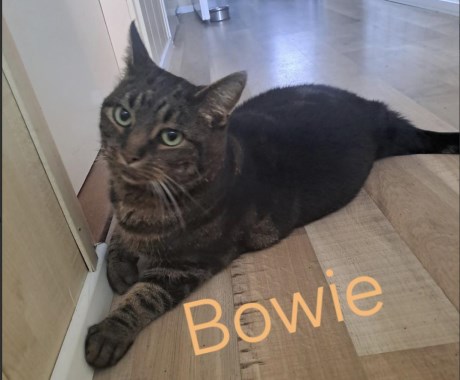 Kat Europese korthaar of huiskat