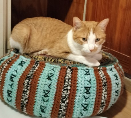 Kat Europese korthaar of huiskat