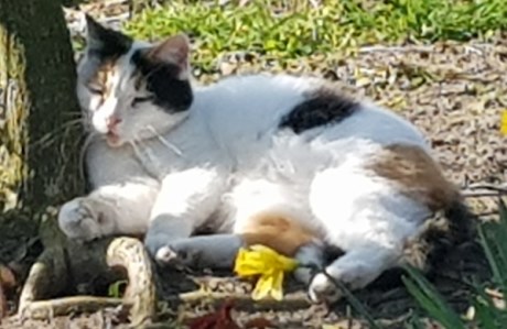 Kat Europese korthaar of huiskat