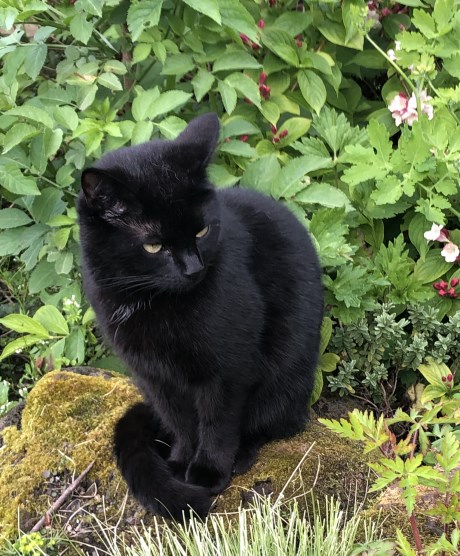 Kat Europese korthaar of huiskat