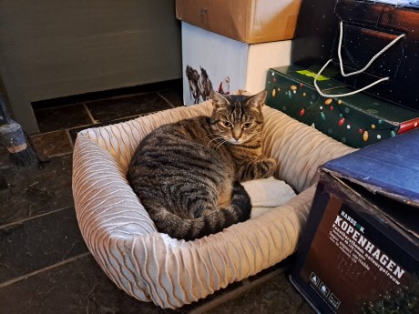 Kat Europese korthaar of huiskat