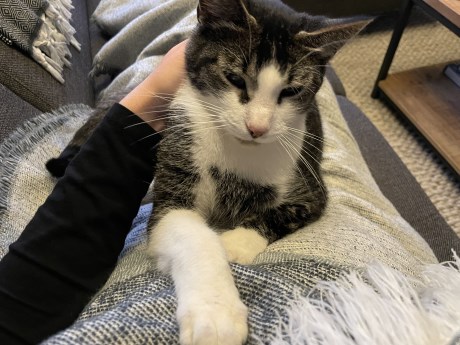 Kat Europese korthaar of huiskat