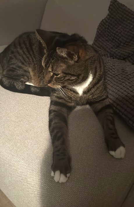 Kat Europese korthaar of huiskat