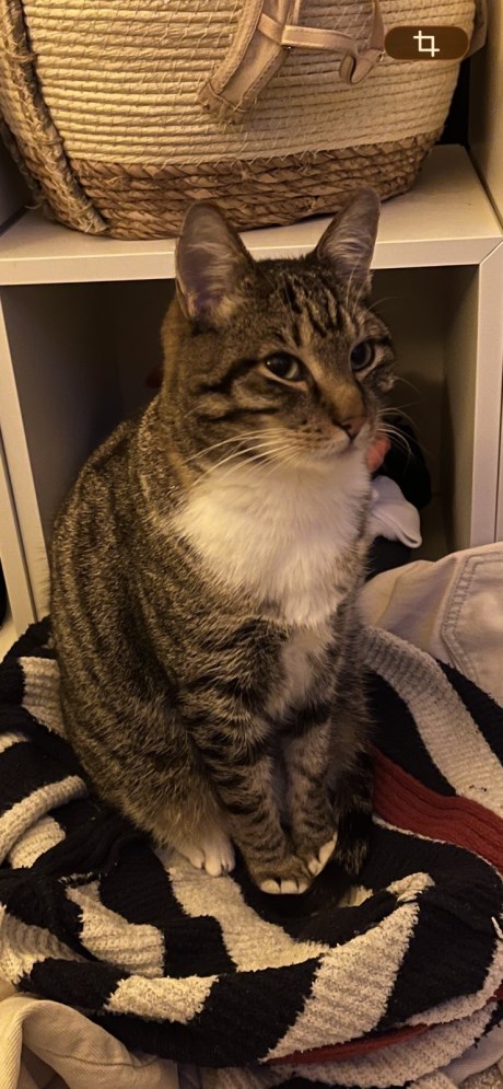 Kat Europese korthaar of huiskat