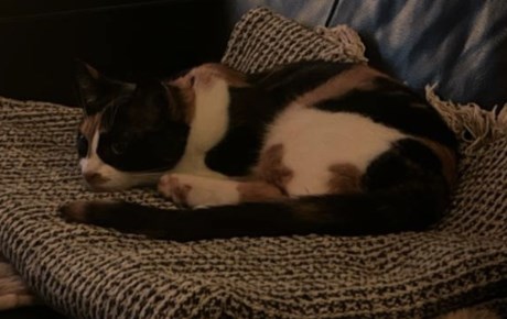 Kat Europese korthaar of huiskat